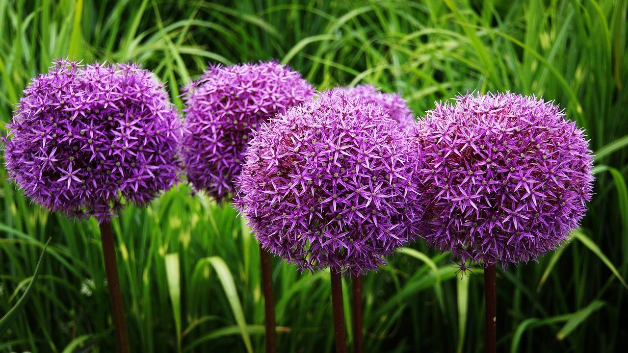 ornamental onion  flower  blossom free photo