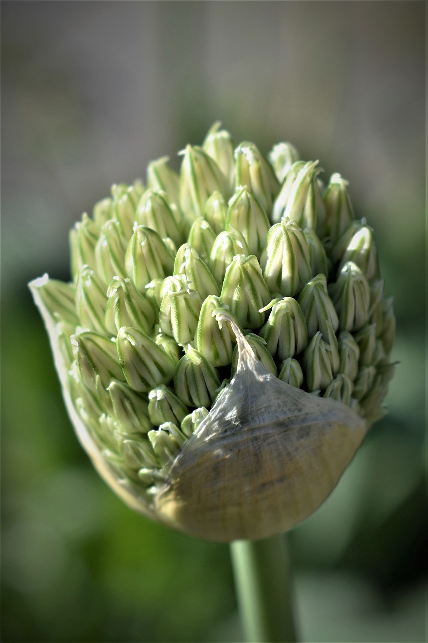 ornamental onion  blossom  bloom free photo