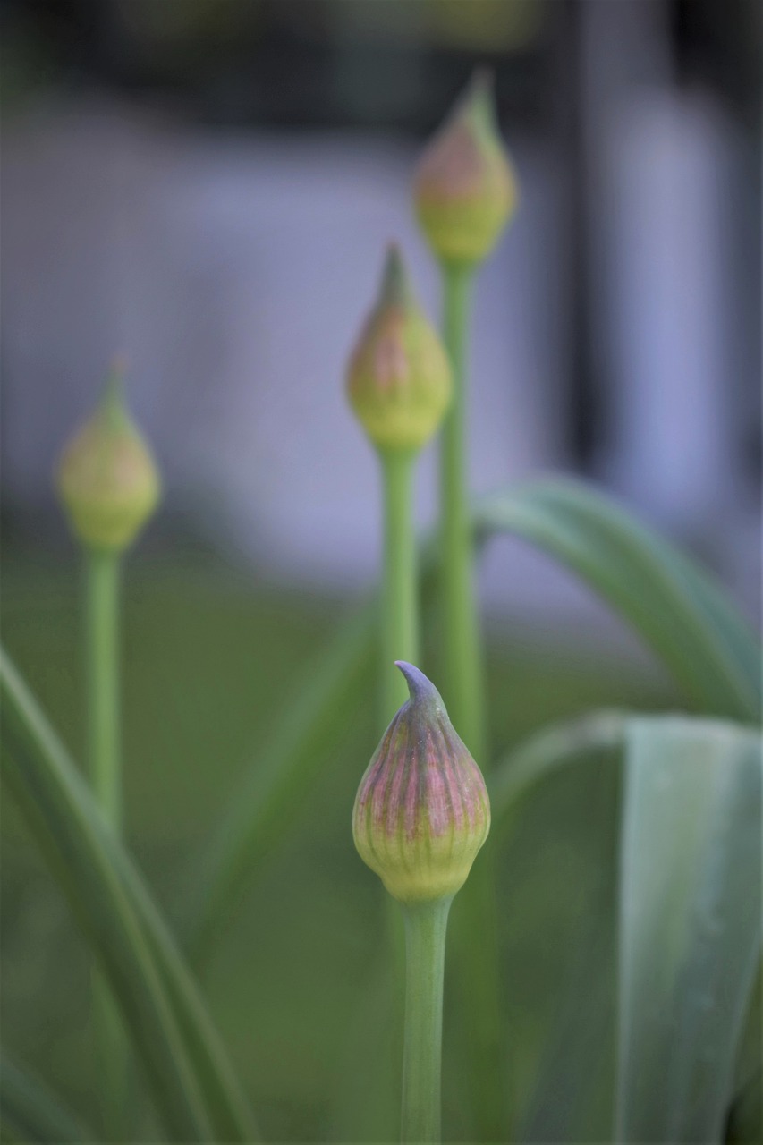 ornamental onion  blossom  bloom free photo