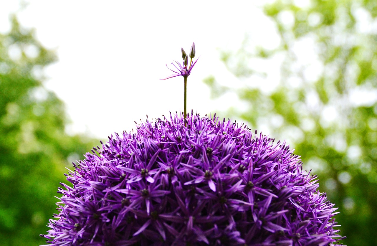 ornamental onion  flower  purple free photo