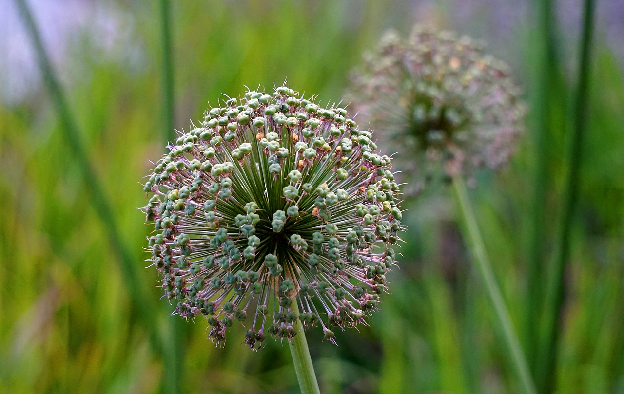 ornamental onion  allium  flower free photo