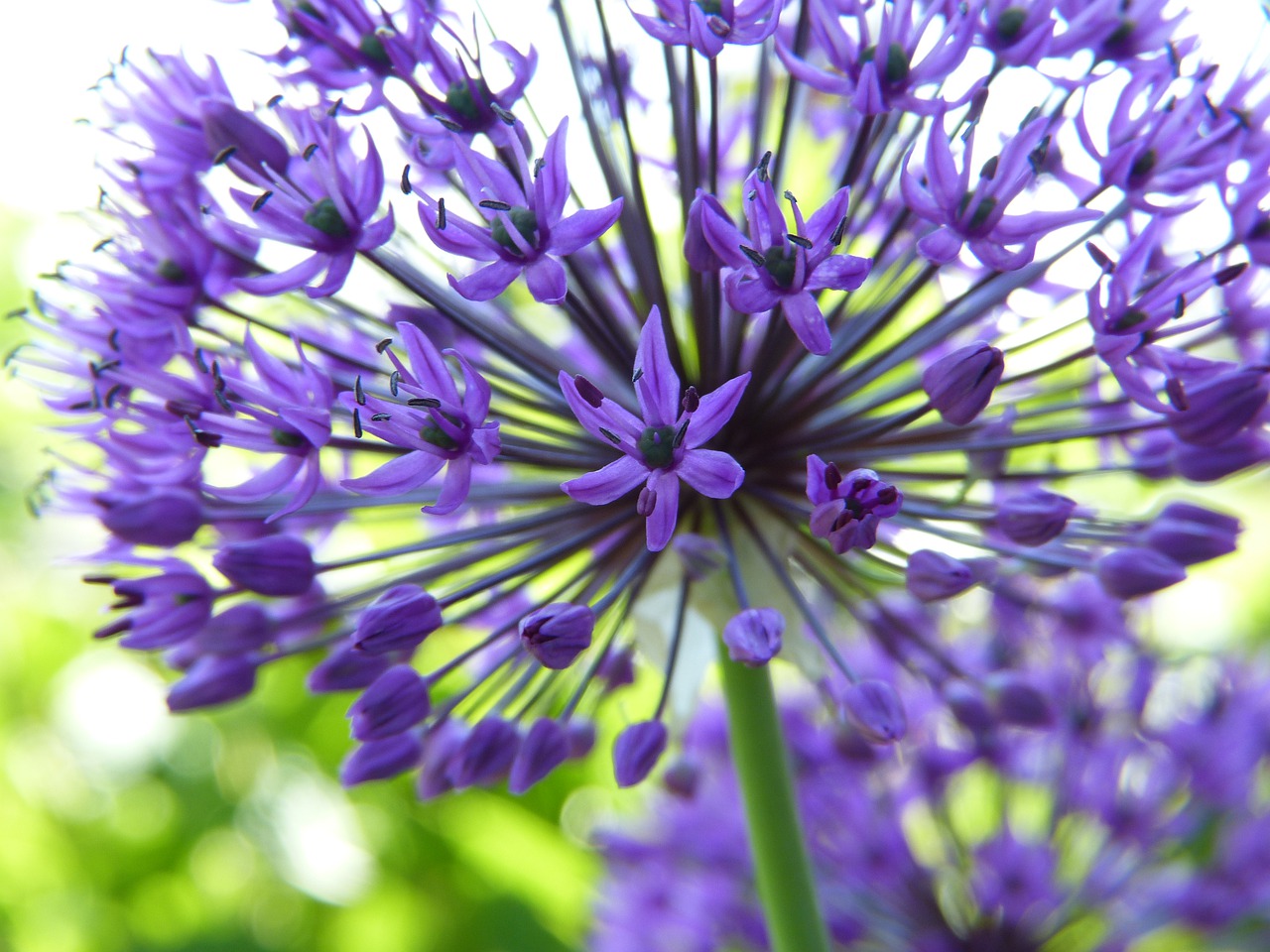 ornamental onion  allium  lilies free photo