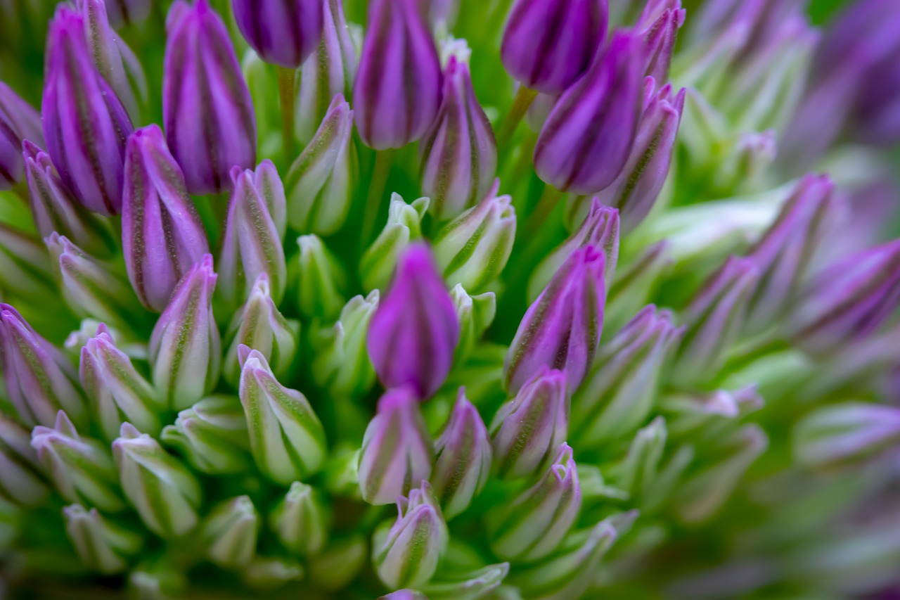 ornamental onion  allium plant  blossom free photo