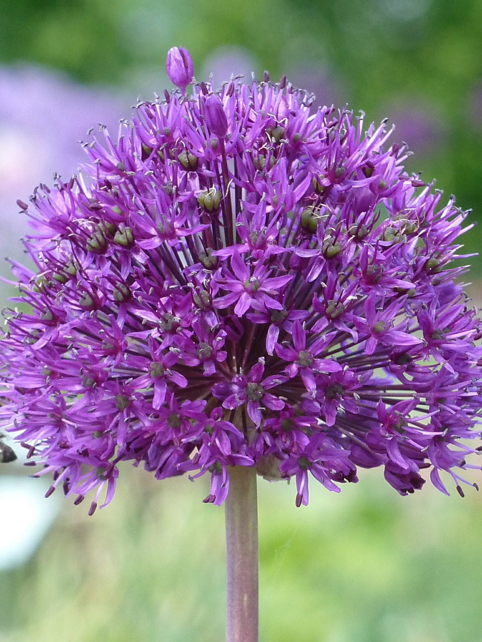 ornamental onion allium purple free photo
