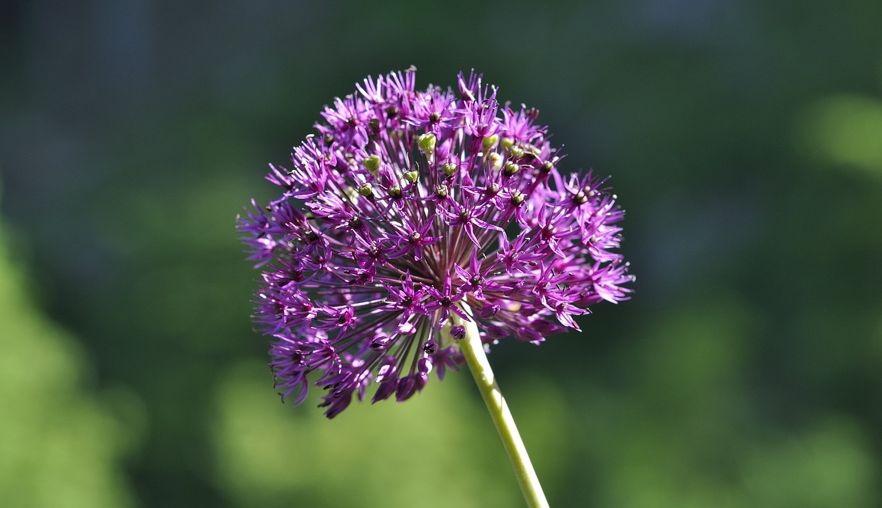 ornamental onion ball leek purple free photo