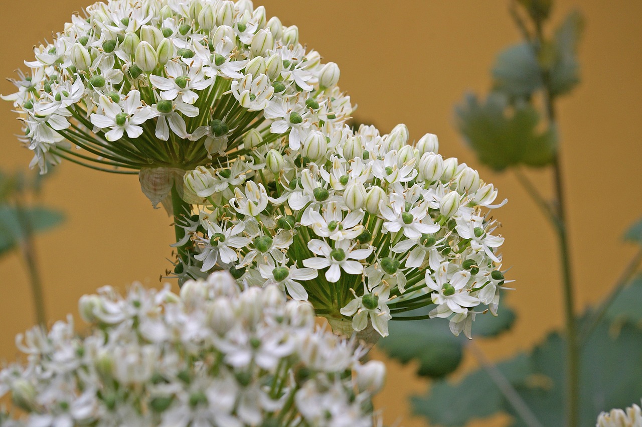 ornamental onion leek flower balls free photo