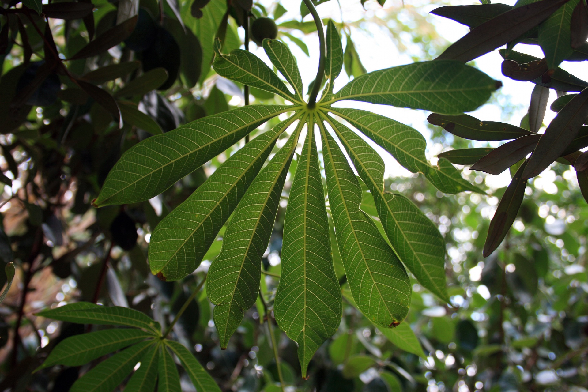 tree leaves hand shaped free photo