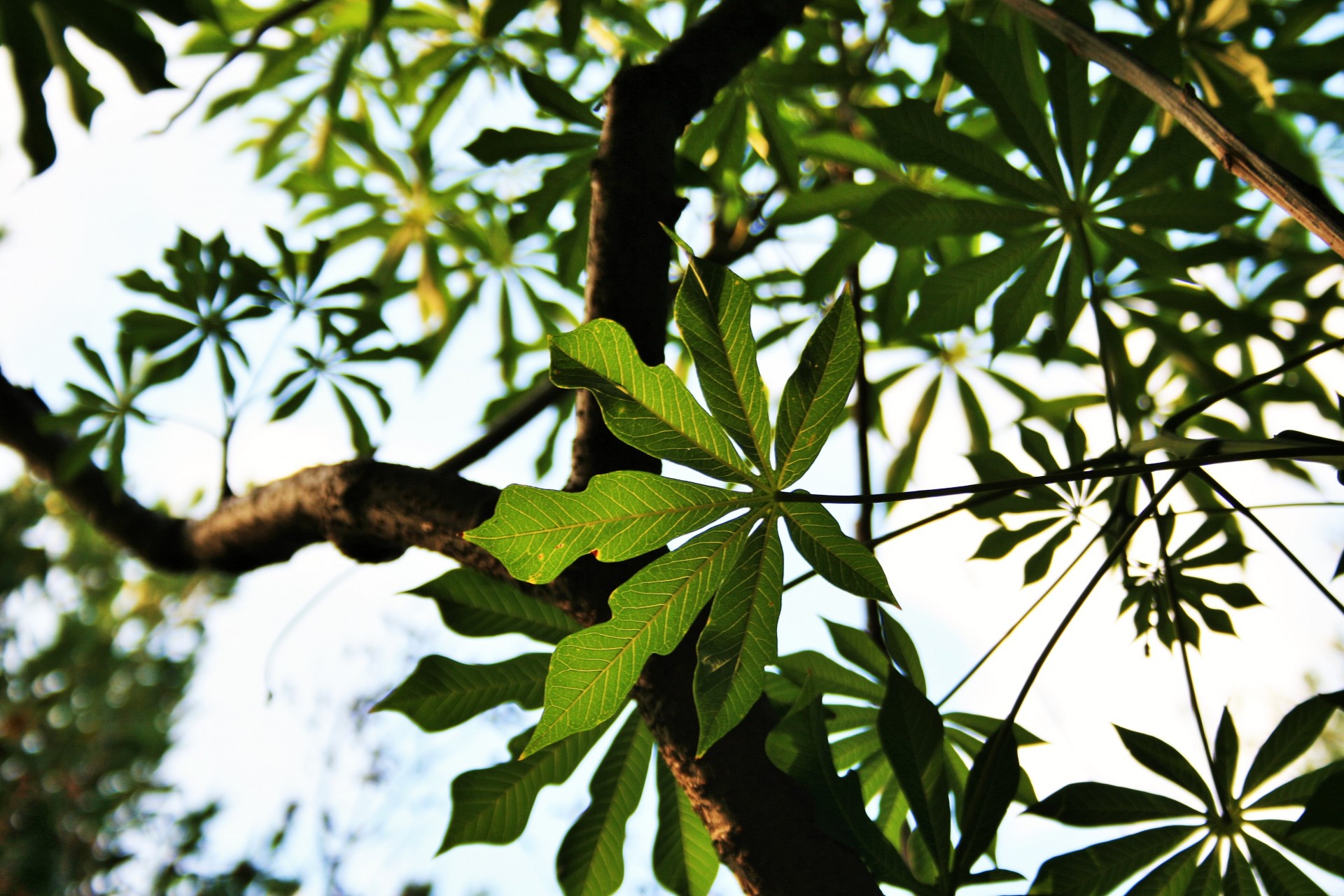 tree ornamental paw paw free photo