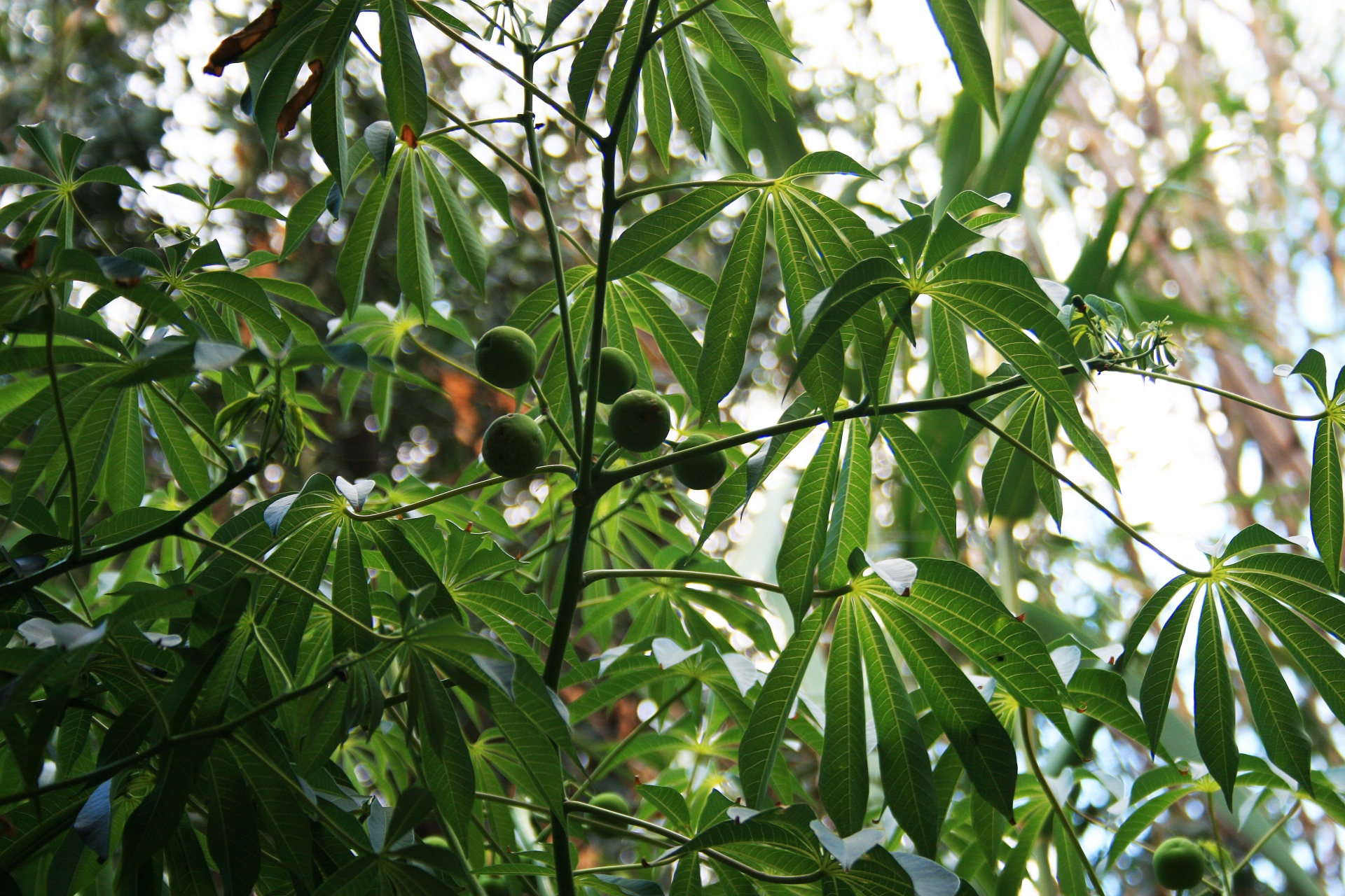 tree leaves hand shaped free photo