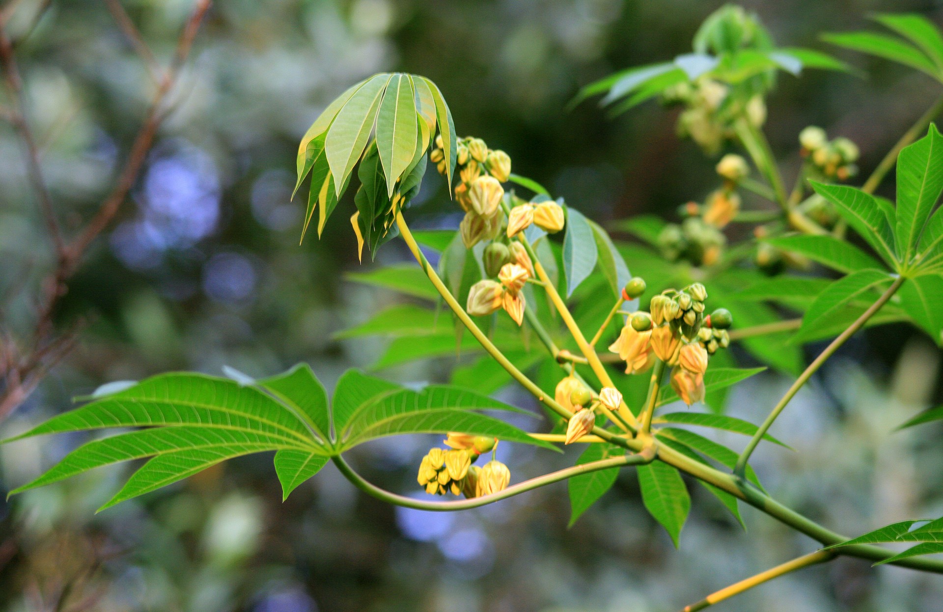 tree pawpaw ornamental free photo