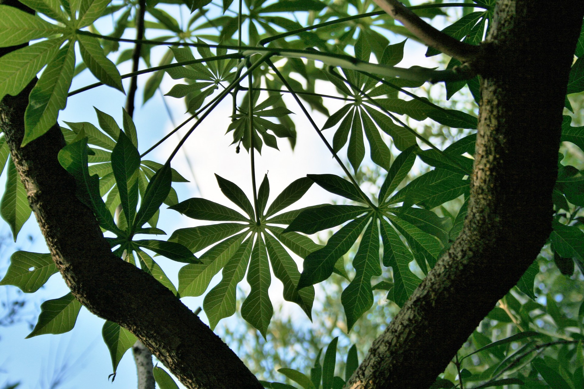 tree leaf hand shaped free photo