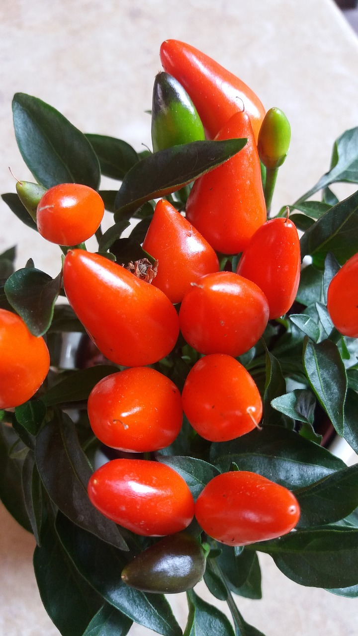 ornamental peppers plant spice free photo