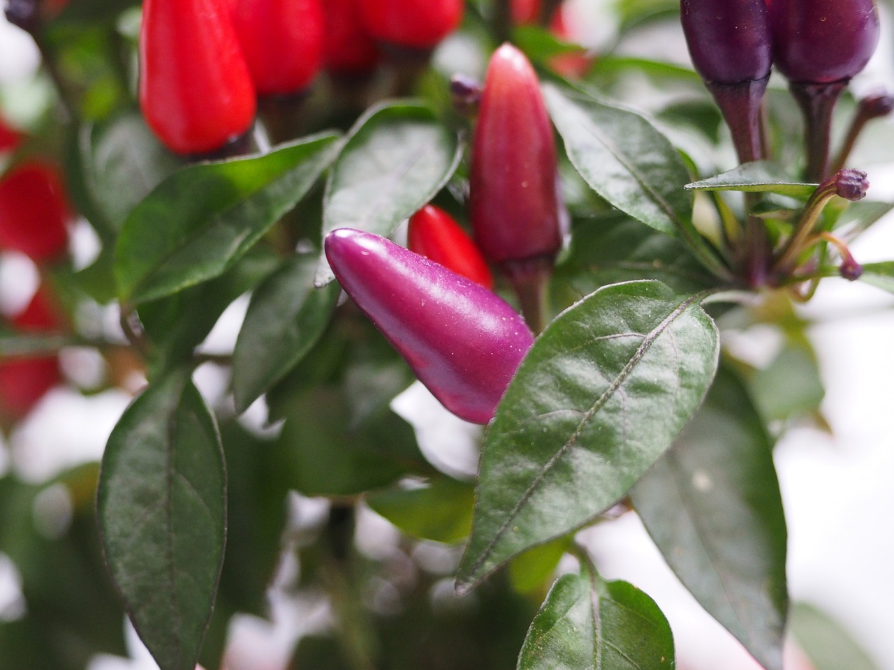 ornamental peppers fruits chili berry free photo