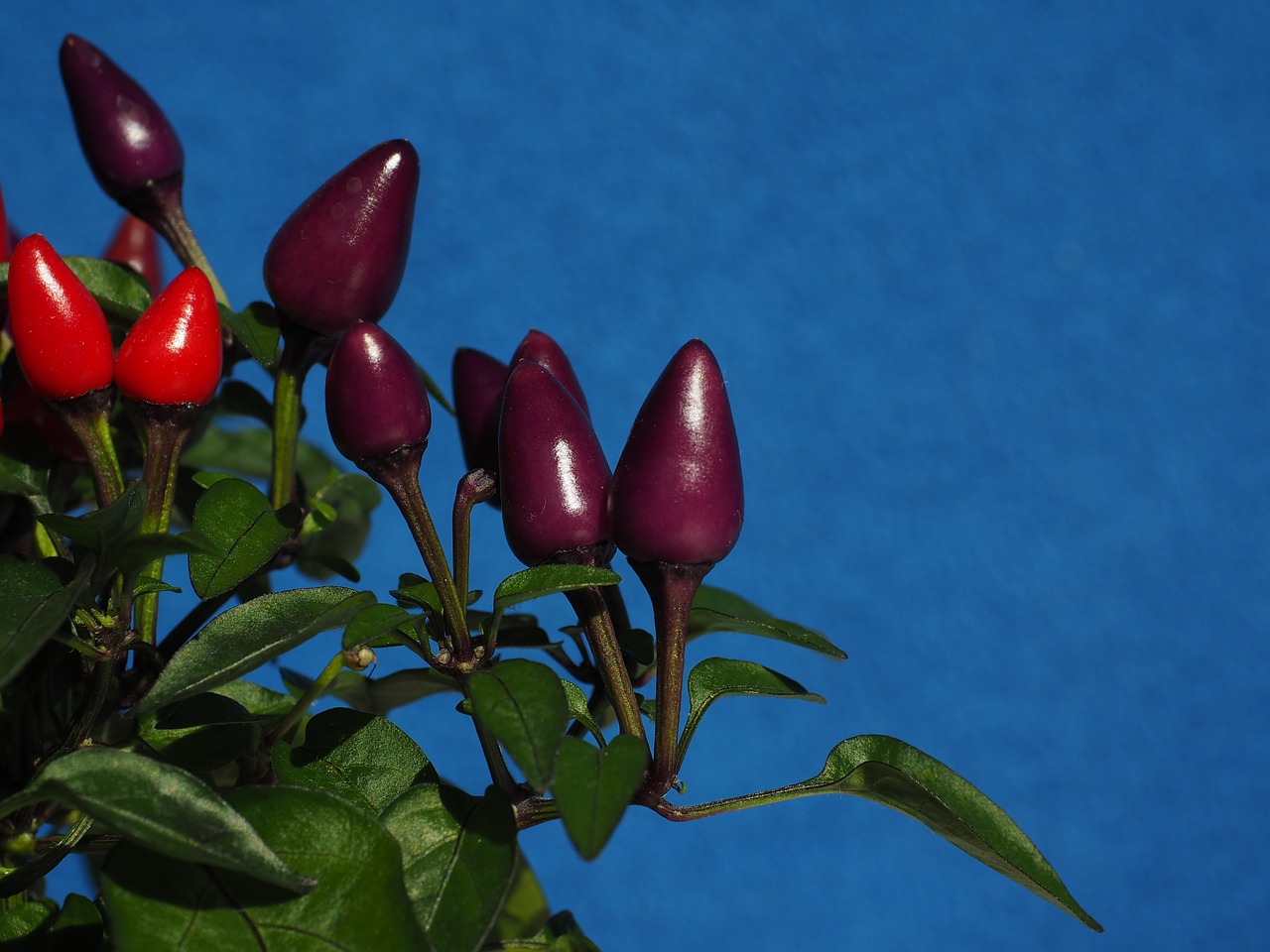 ornamental peppers fruits chili berry free photo