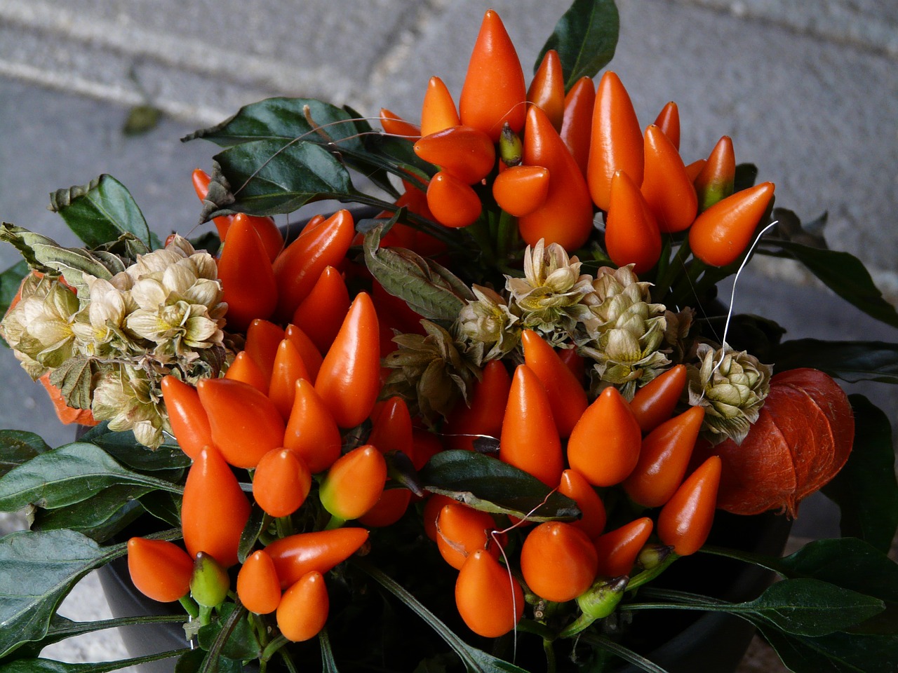 ornamental peppers paprika pod free photo