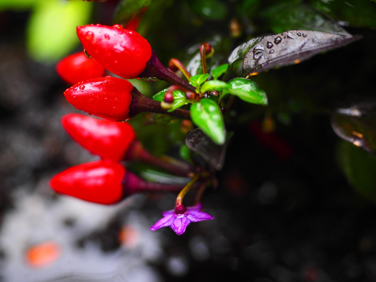 ornamental peppers fruits chili berry free photo