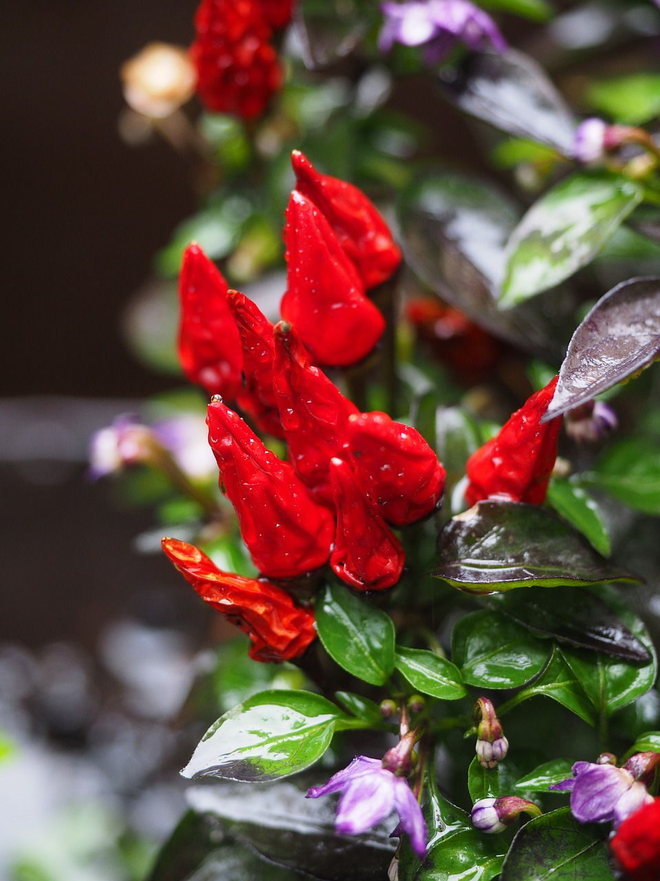 ornamental peppers fruits chili berry free photo