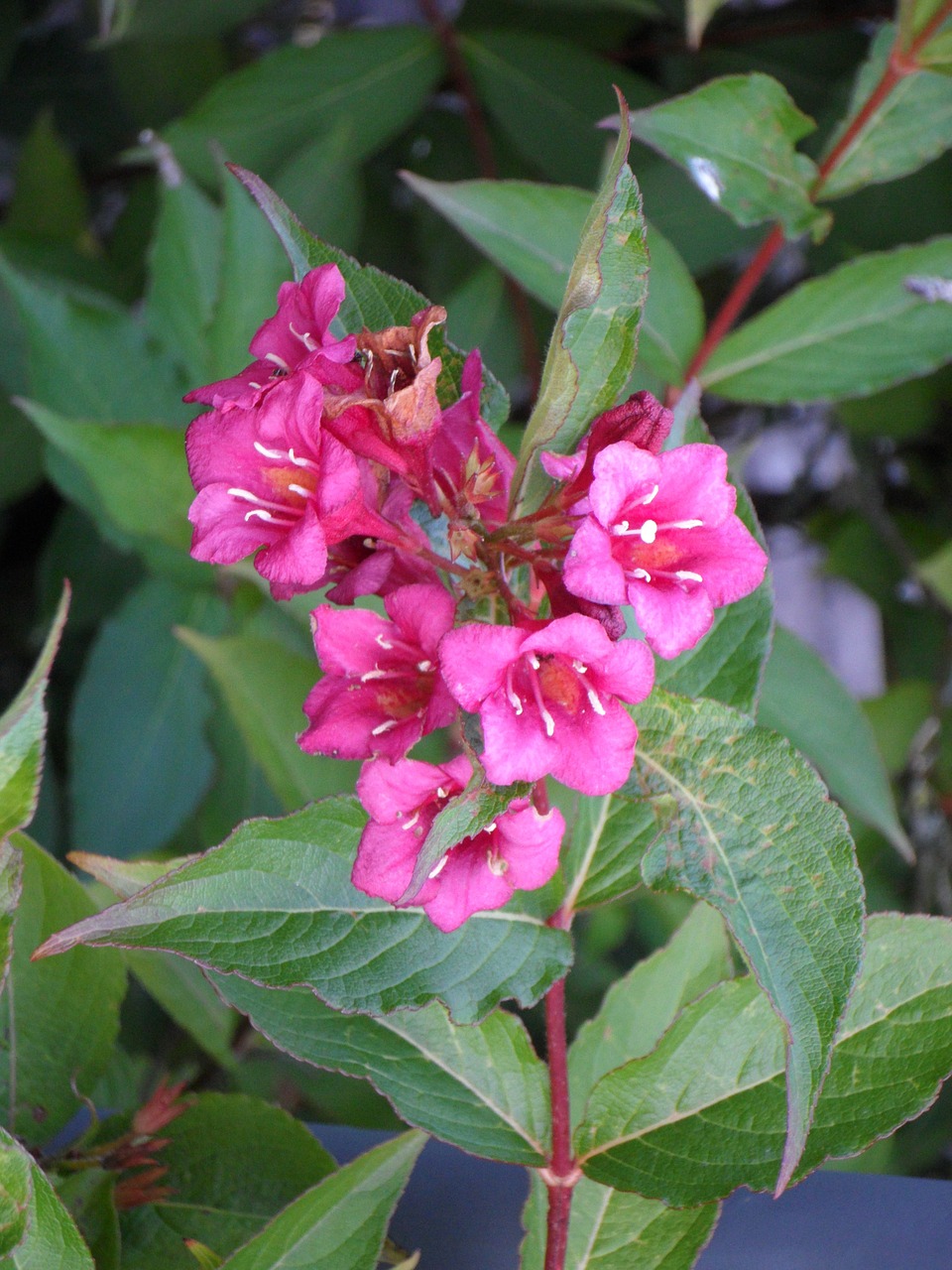 ornamental plant flowers bush free photo