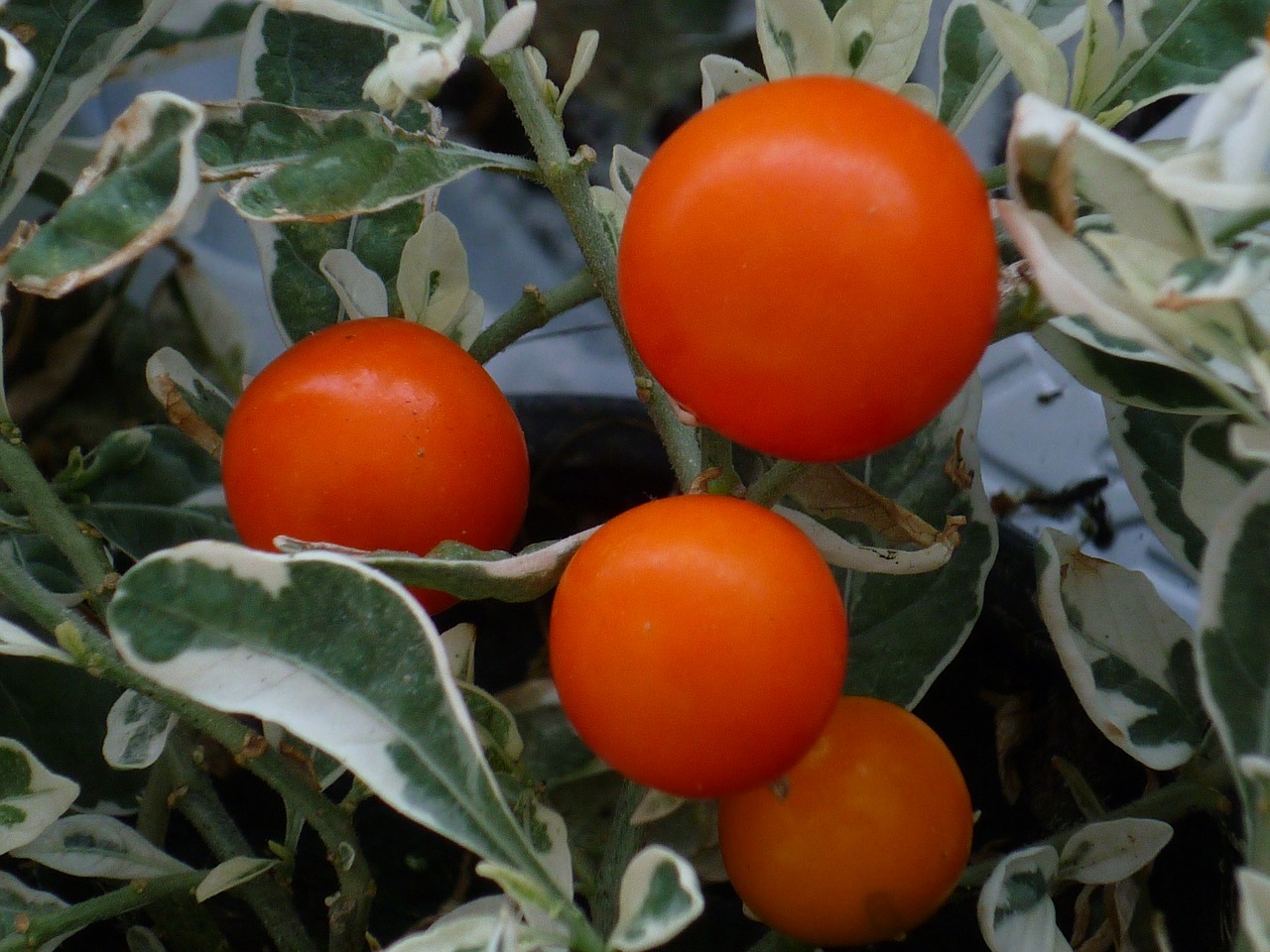 ornamental plant red fruits free photo