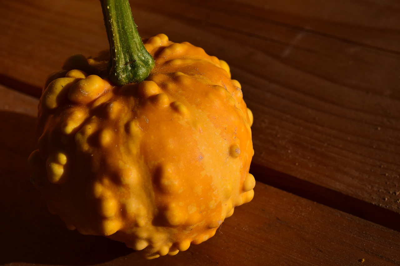 ornamental pumpkin freestyle bite yellow free photo