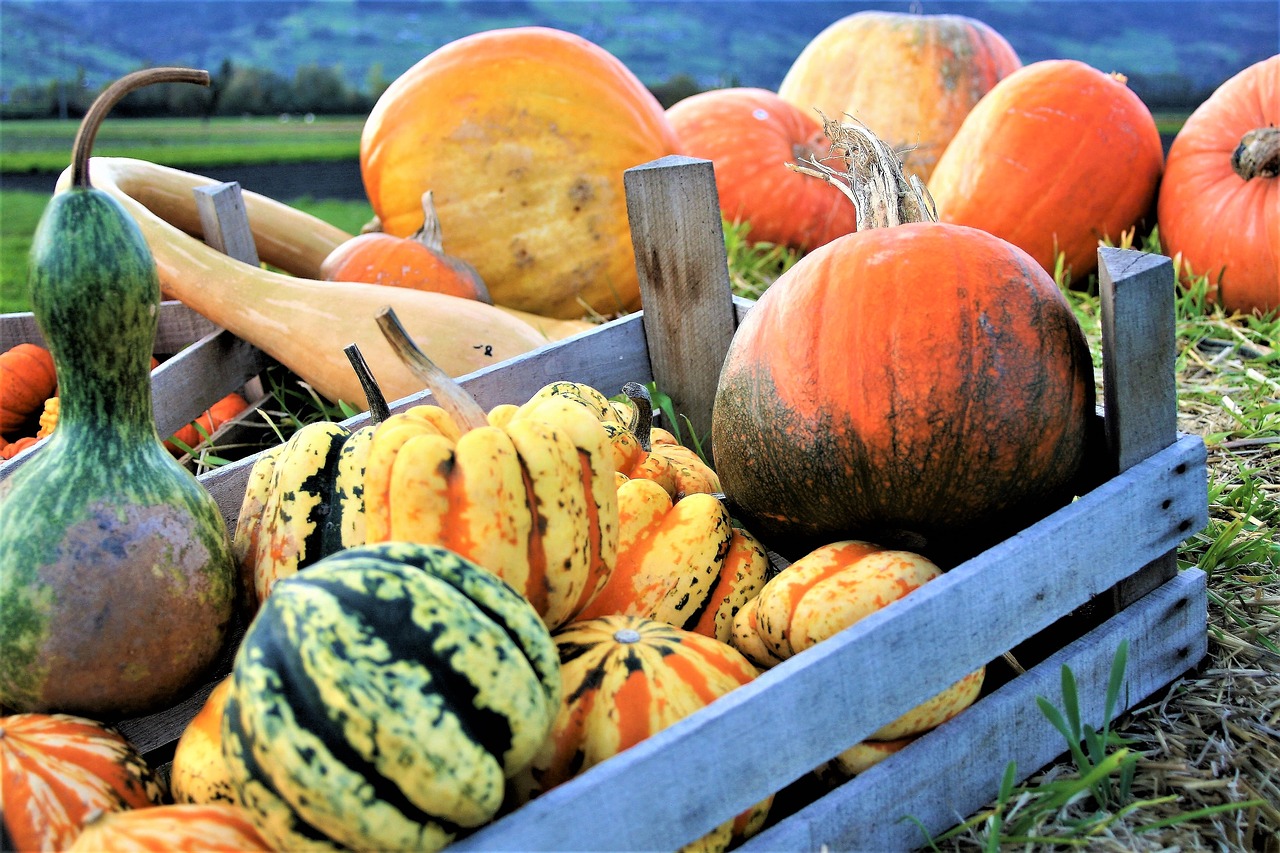 ornamental pumpkins vegetables autumn free photo