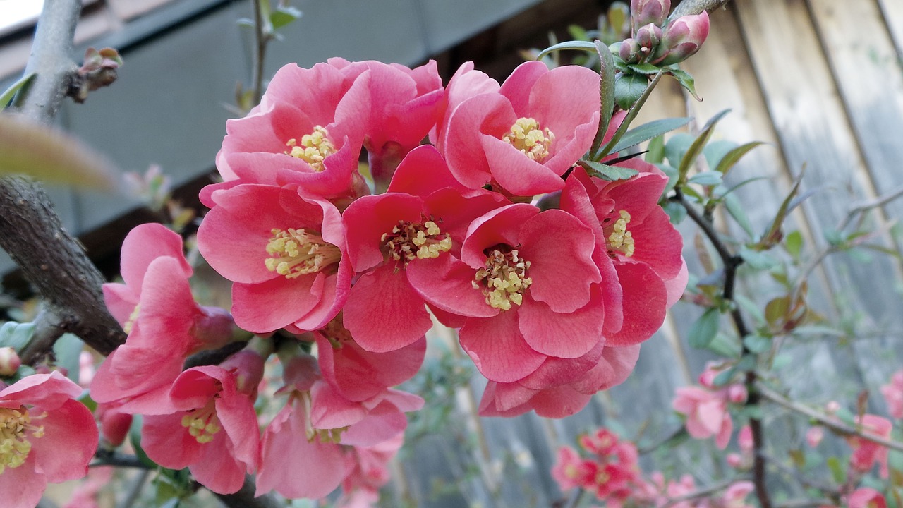 ornamental quince chaenomeles bush free photo