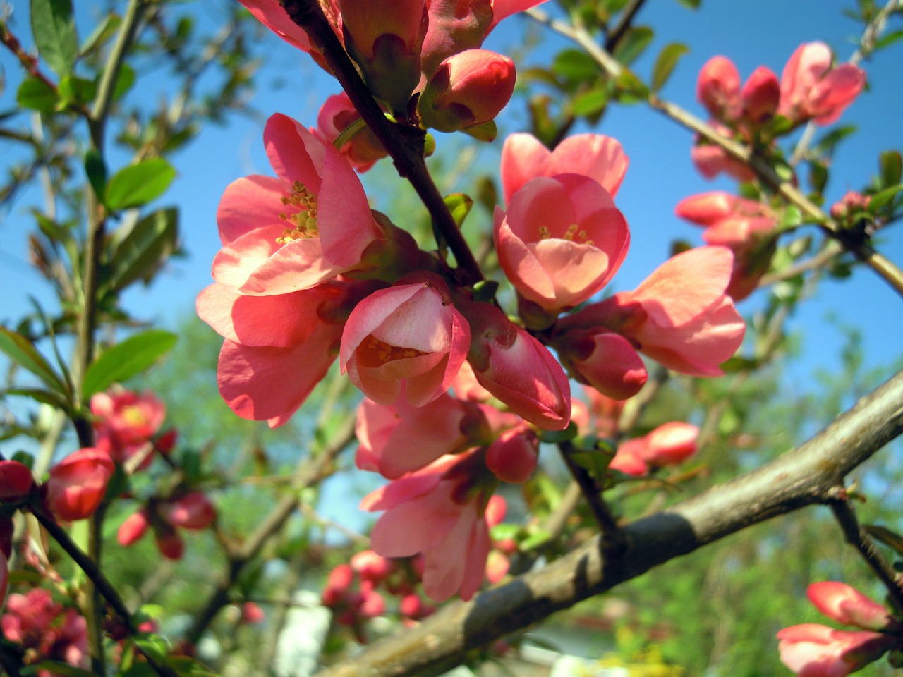 ornamental quince blossom bloom free photo