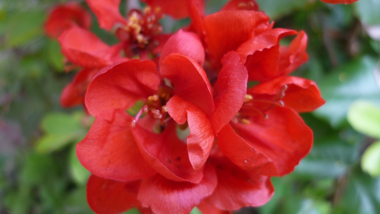 ornamental quince  flowering shrub  red free photo