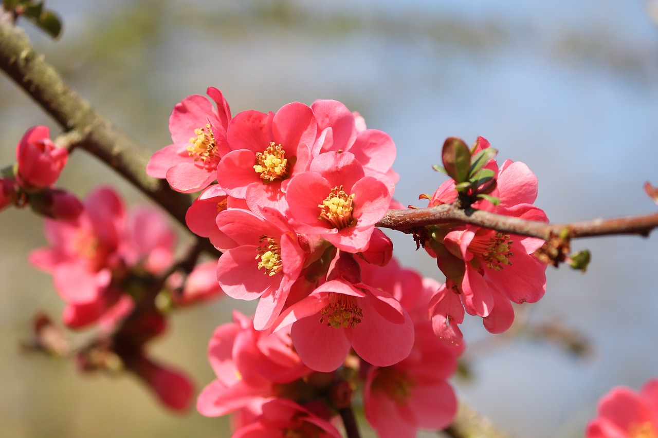 ornamental quince  flowers  bush free photo