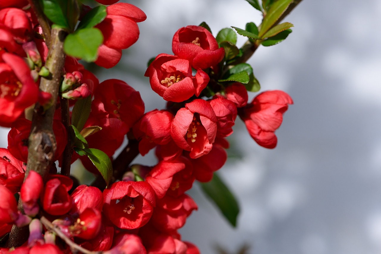 ornamental quince bush flowers free photo