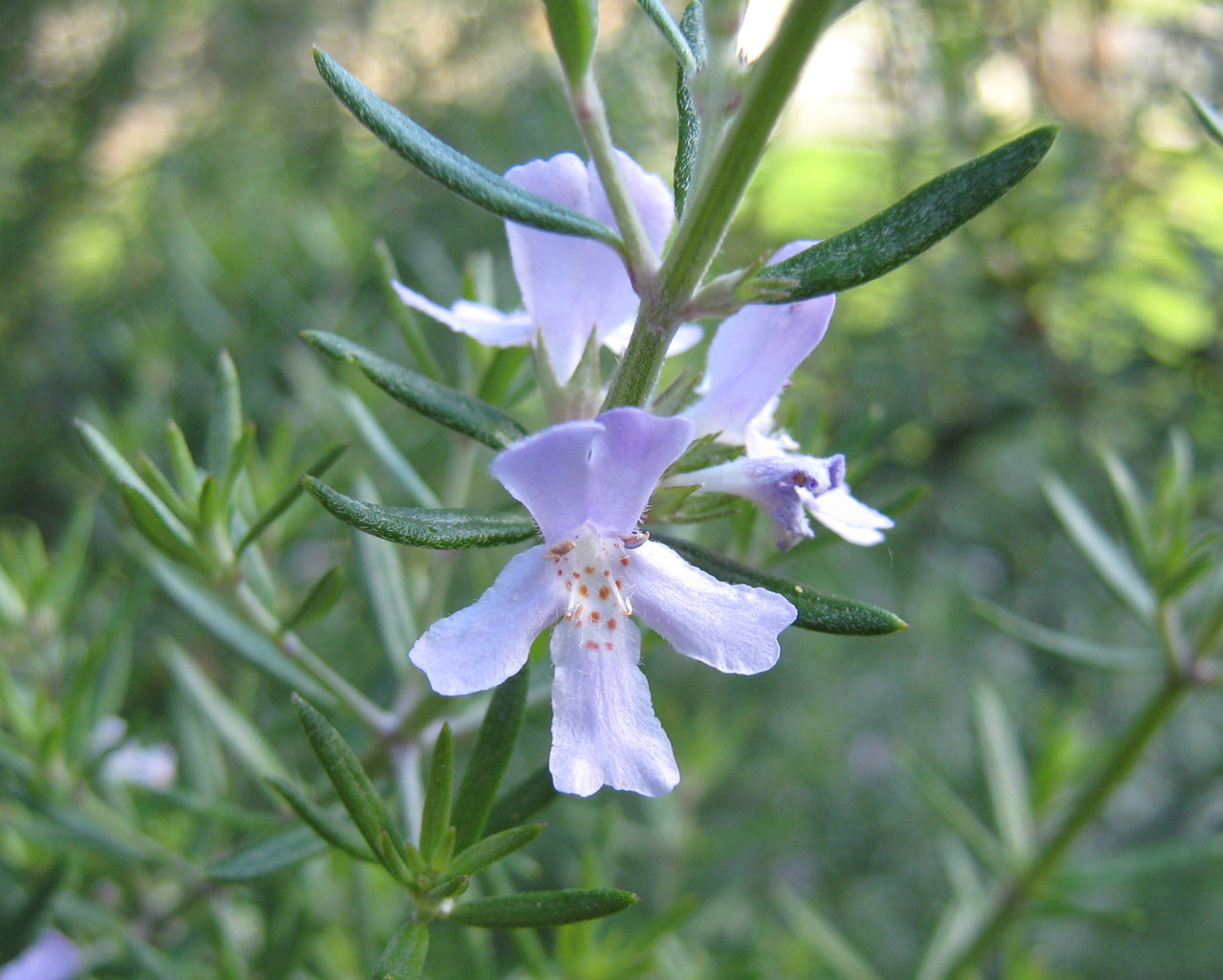 rosemary lavender ornamental free photo