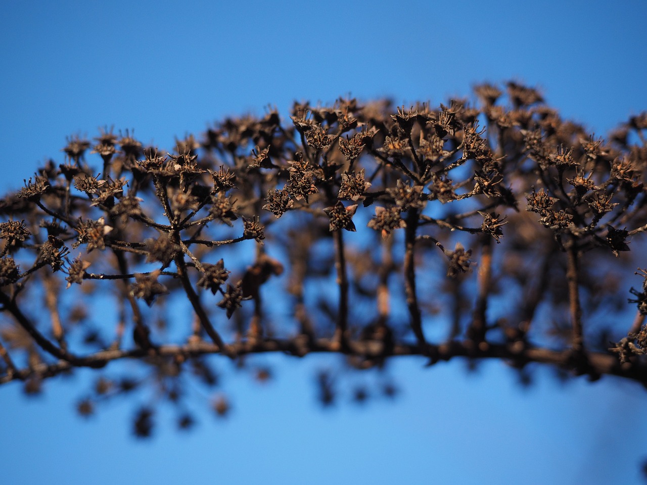 ornamental shrub withered dry free photo