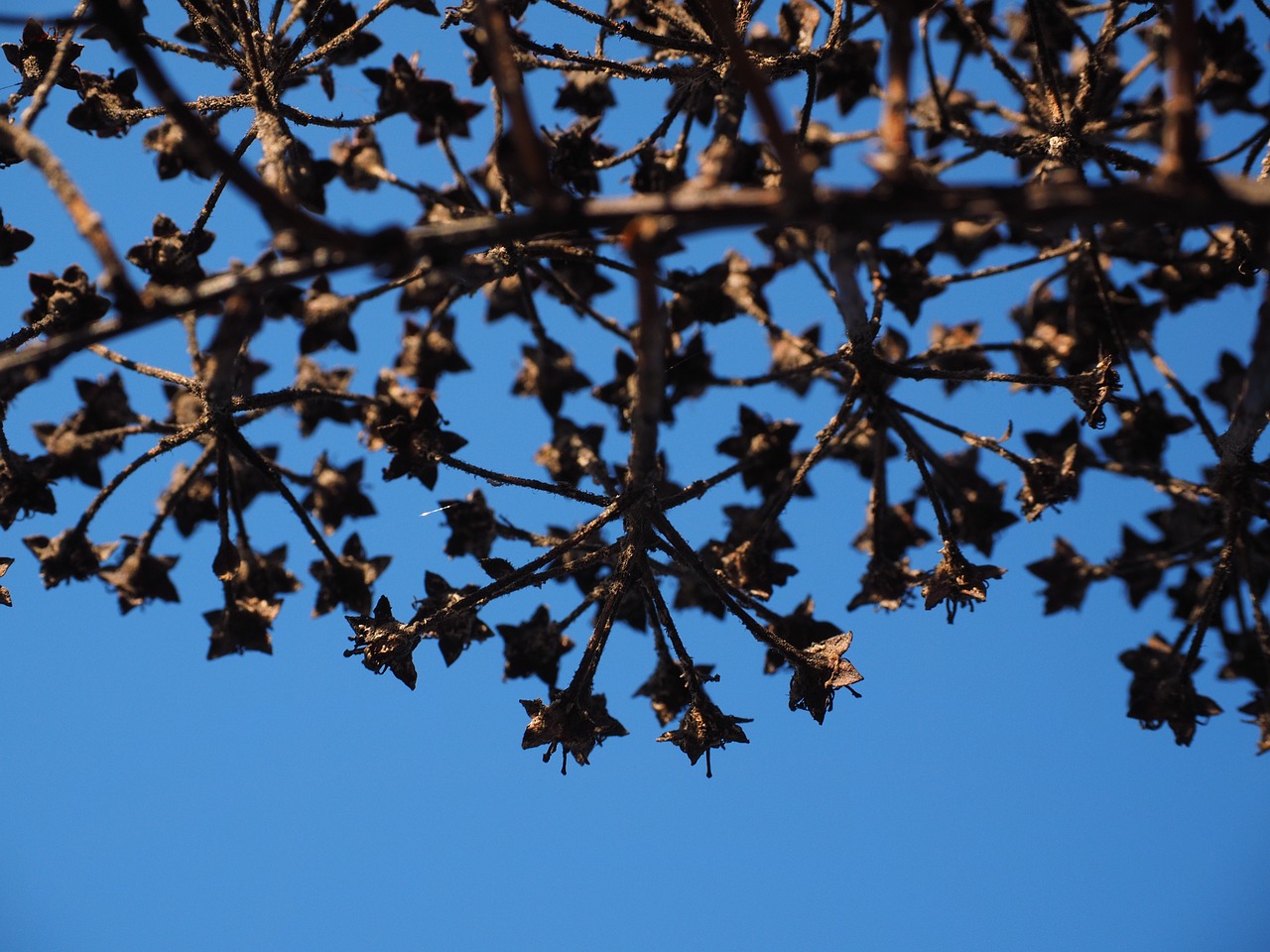 ornamental shrub withered dry free photo