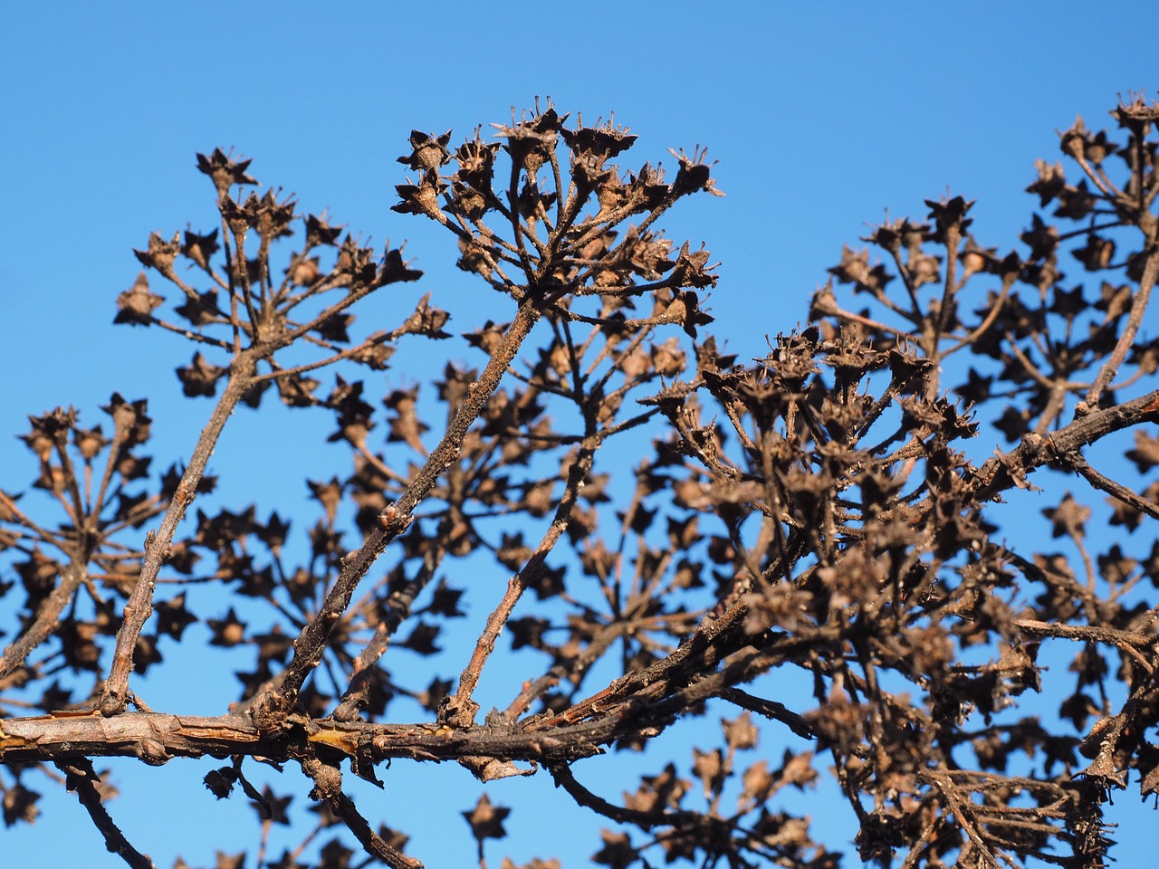 ornamental shrub withered dry free photo