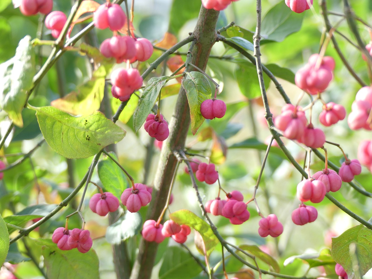 ornamental shrub pink autumn free photo