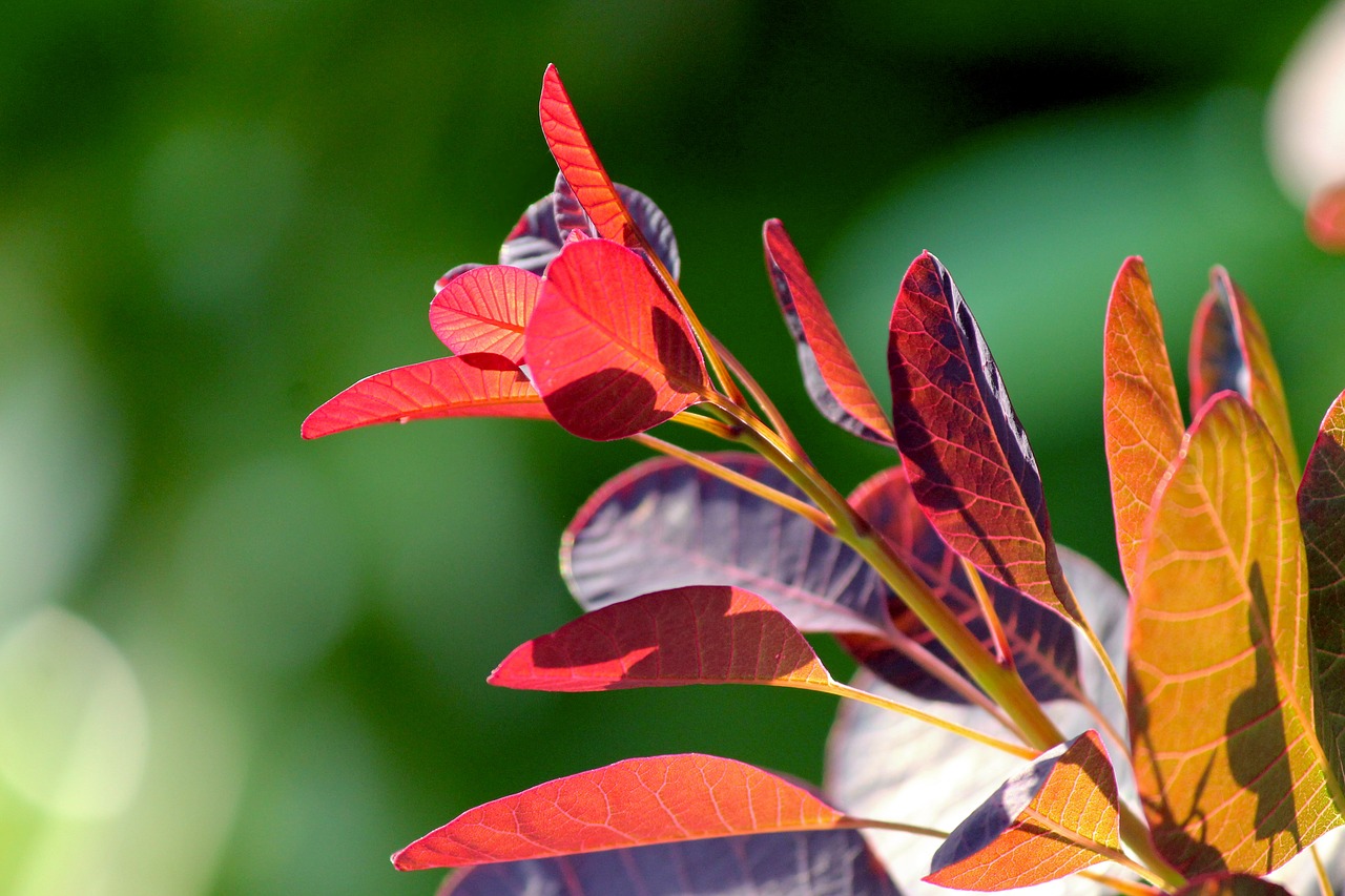 ornamental shrub leaves red free photo