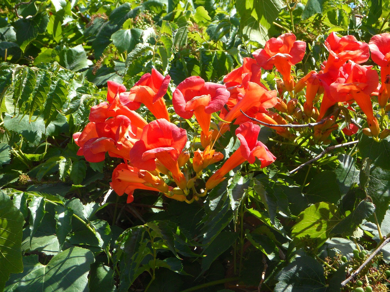 ornamental shrub mediterranean blossom free photo