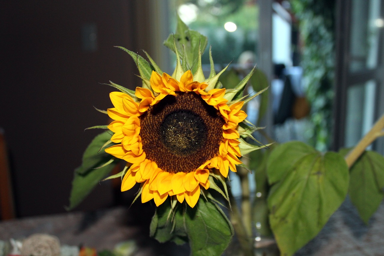 ornamental sunflower flower flowering free photo