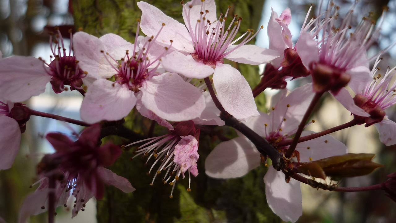 ornamental tree  flowers  bright pink free photo