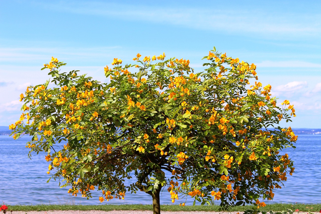 ornamental tree tree nature free photo