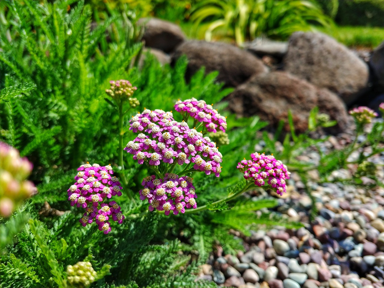 ornamental trees  natural  flower garden free photo