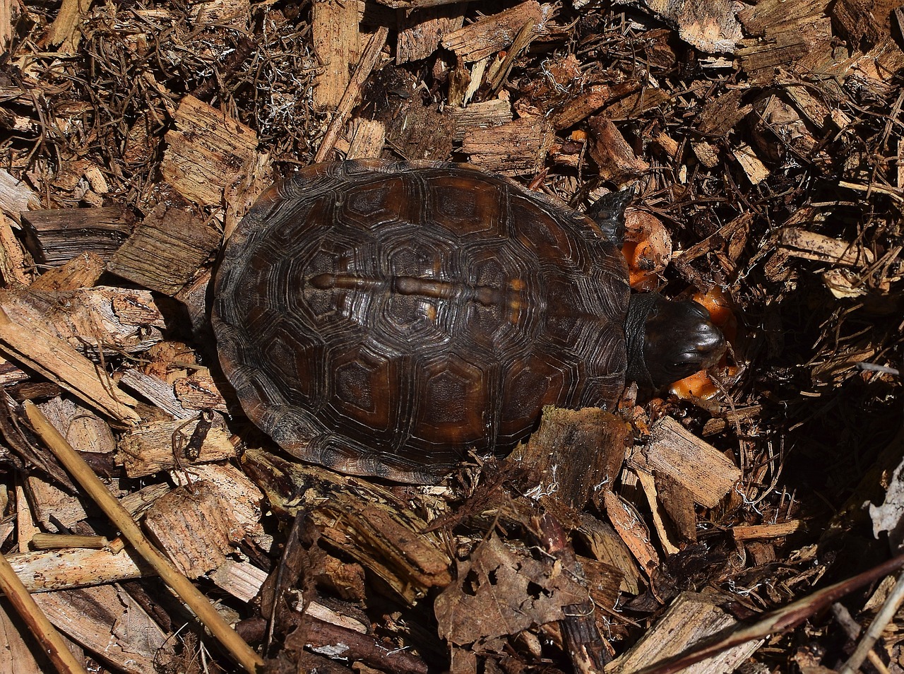 ornate box turtle in mulch top-down shell pattern free photo