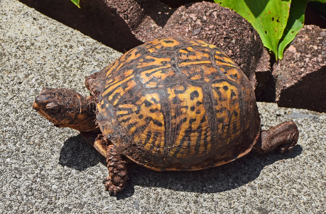 ornate box turtle on patio female dirt covered free photo