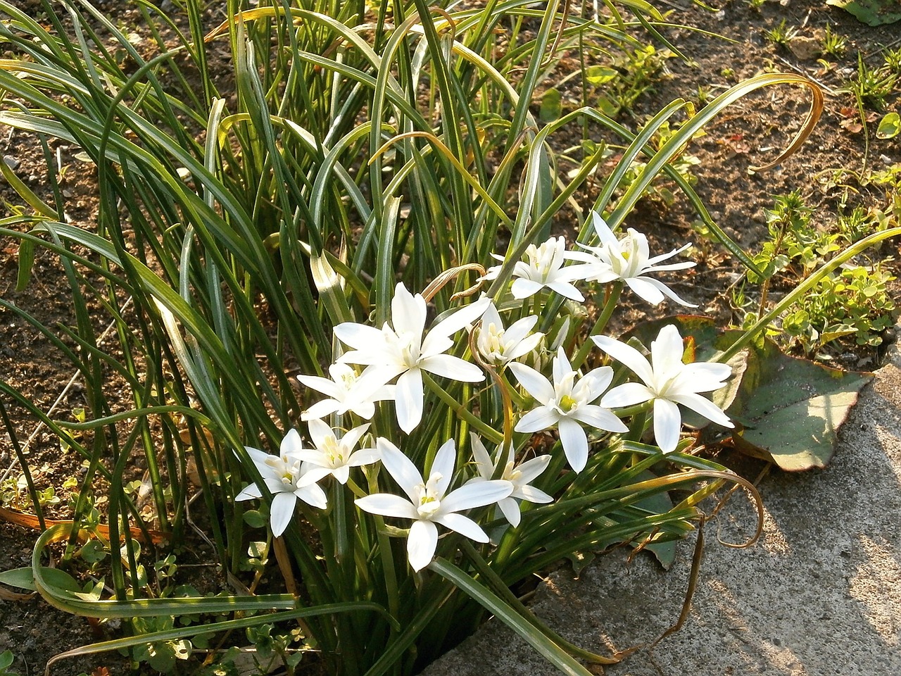 ornisogaram ウンベラタム white flowers spring flowers free photo
