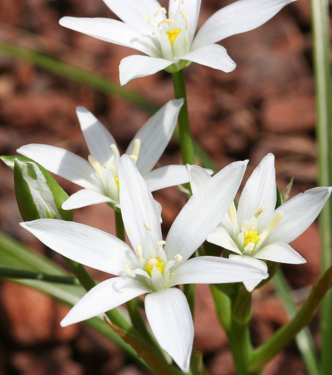 ornithogale mountain flower free photo