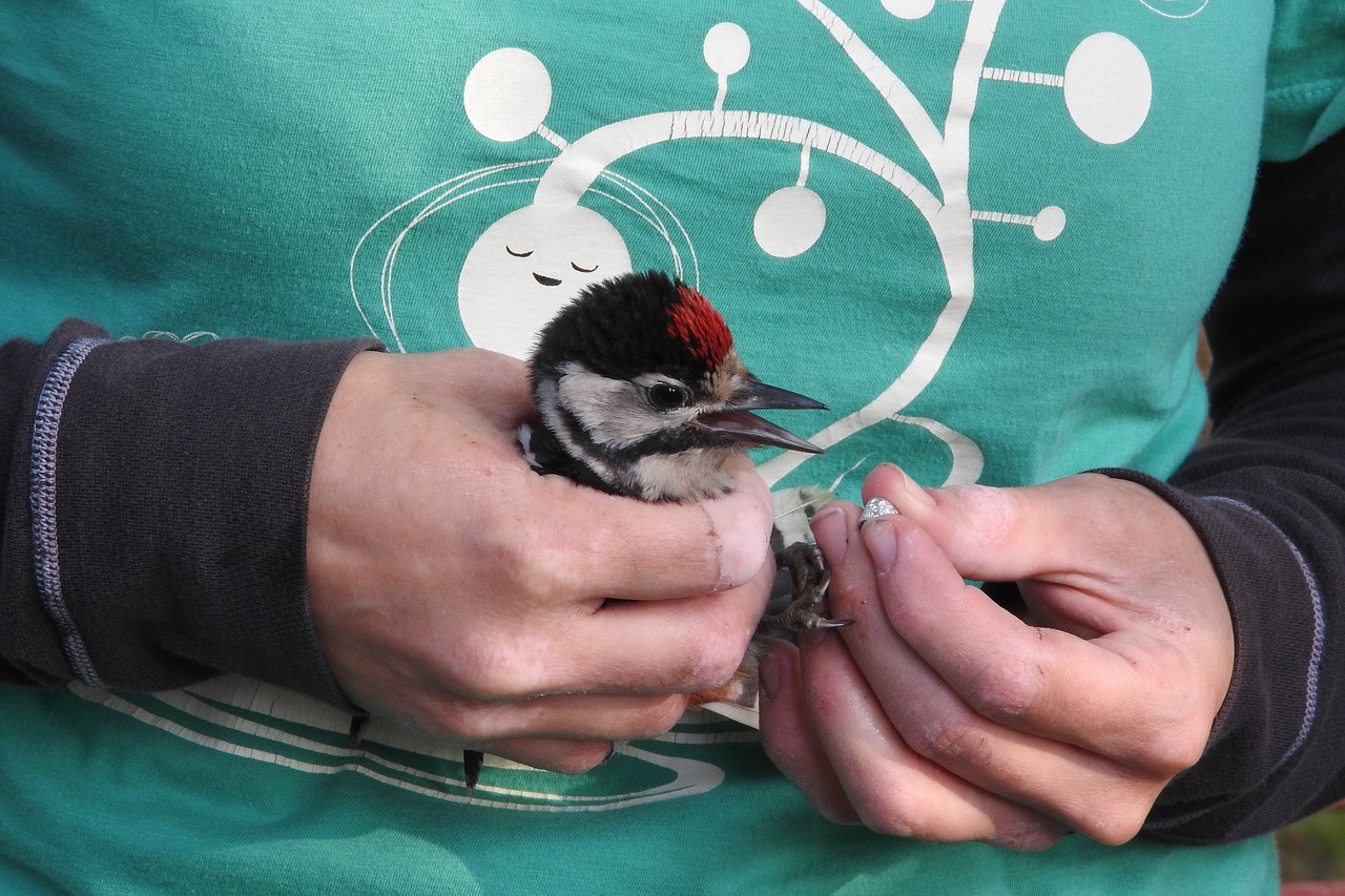 ornithology ringing of birds science free photo
