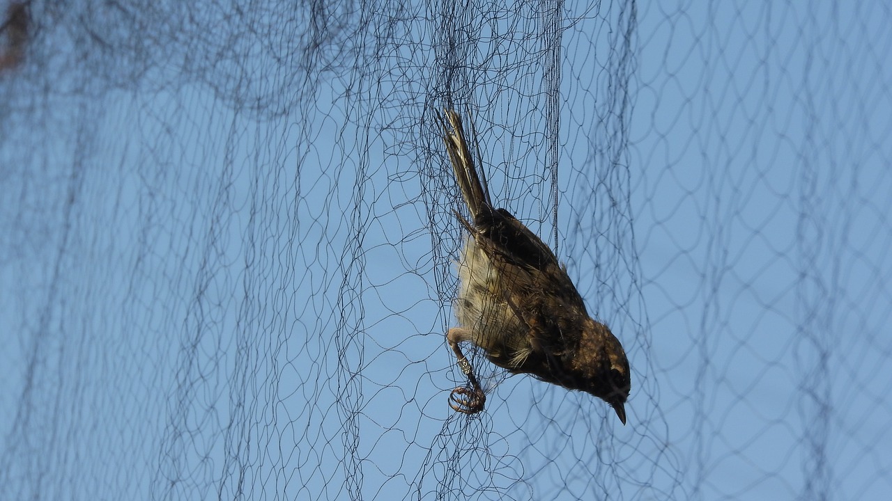 ornithology  caught a bird  bird in the net free photo