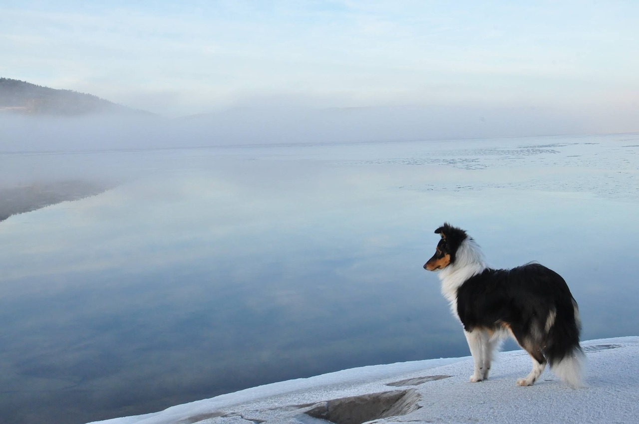 örnsköldsvik arctic dog free photo