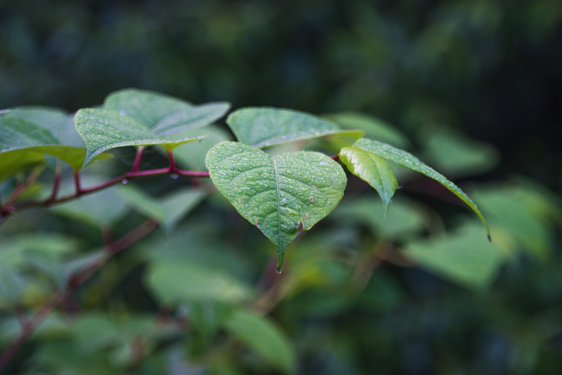 dew morning leaves branch free photo