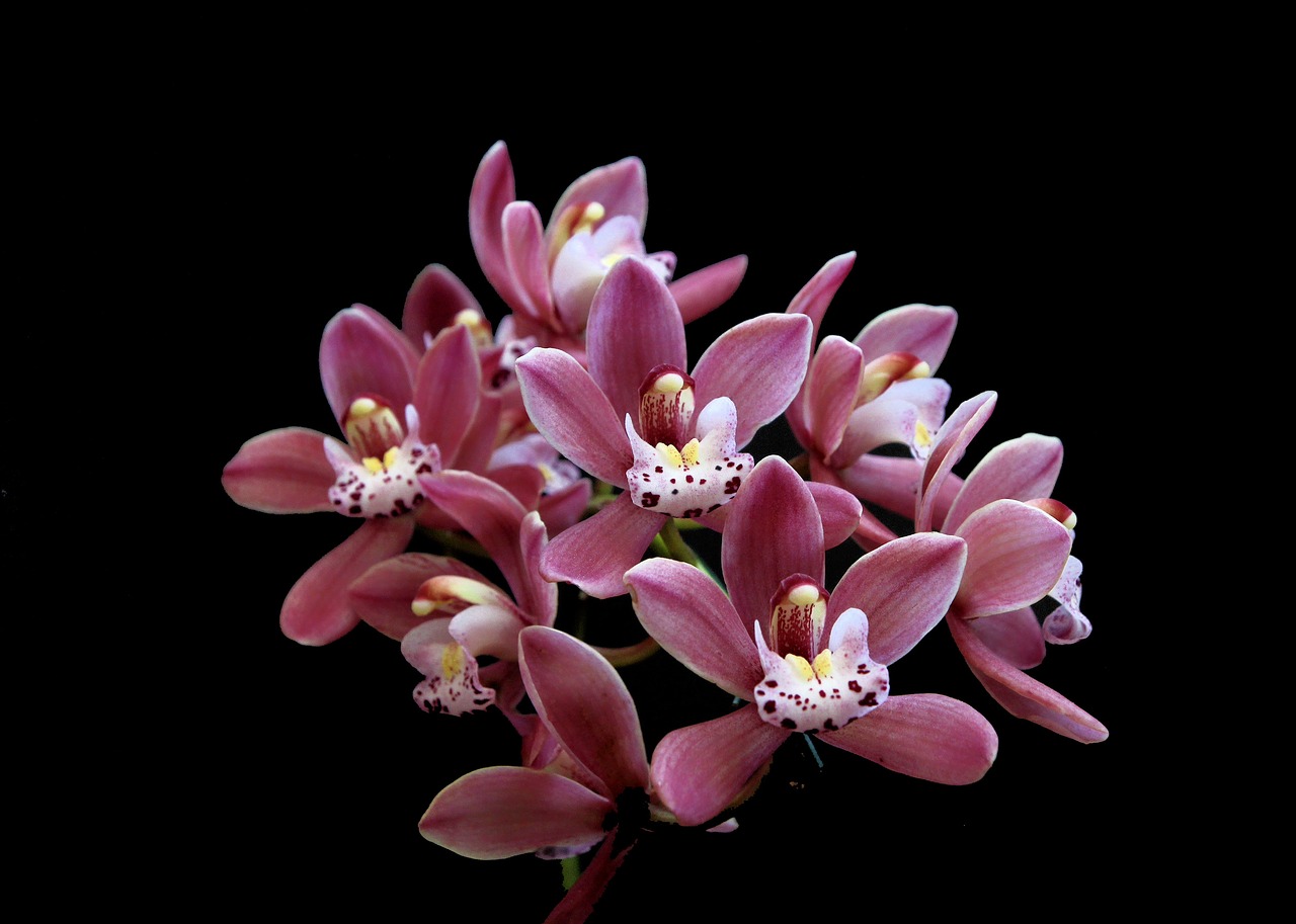 orquidea flower cimbindium free photo